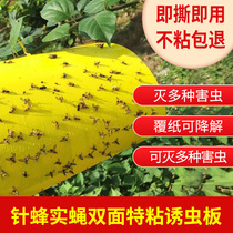 Melon fruit fly lure board yellow board double-sided sticky insect board lure plate needle bee viscose board fruit fly trap patch
