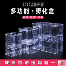 Guppies breeding box hatching small fish tank box tropical fish hatching extra small small fish box fish tank spawning room