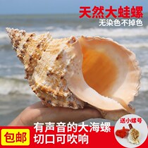 Conch Horn can blow natural whistle big childrens toy creative ornaments birthday gift shell crafts decoration
