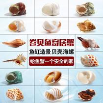 Home crab special replacement snail shell natural sea snail-in-view decorative roll befish spare shell fish tank shell ornament
