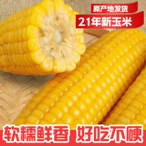 Glutinous corn fresh fresh pick vacuum 10 non-GMO fruit corn corn corn sticks instant northeast yellow corn