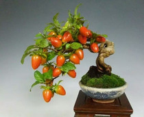 Palm sketch bonsai golden egg Golden Bean miniature bonsai Golden marbles old duck Persimmon seedling desktop bonsai 2 years knot
