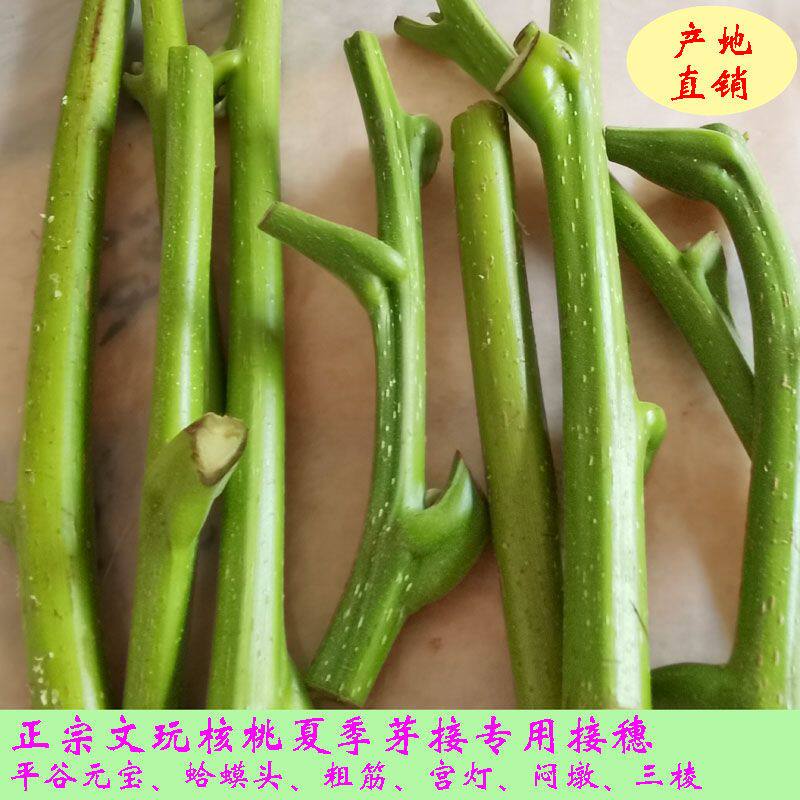 三棱元宝核桃-三棱元宝核桃促销价格、三棱元宝核桃品牌- 淘宝