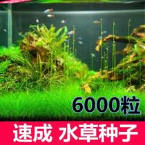 Lazy water grass entry-level aerobic freshwater four-season fish tank decoration simulation