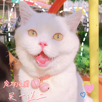 Day Department Pets Pet Bell Cat Items Ring Cute Kitty Small Dog Trinket Ornaments Adjustable British Short Dog Necklace Neck