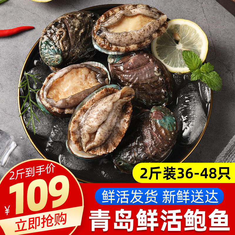 Abalone Fresh fresh large live abalone shell seafood aquatic products Qingdao specialty Haihongying small abalone