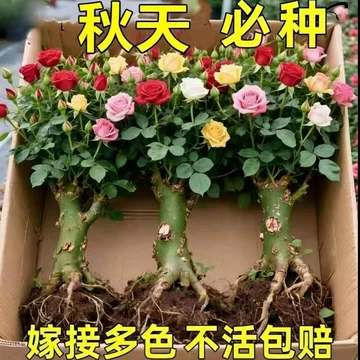 天然盆景花玉石工艺品-天然盆景花玉石工艺品促销价格、天然盆景花玉石