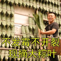 Zong leaves cotyledons fresh extra large rice dumplings large wild dry and wet new bamboo leaves brown rope home Natural salted egg yolk