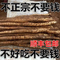 Iron stick yam authentic Wenxian Baotu iron Huai Shan medicine Iron Gui iron rod Henan Jiaozuo fresh 5 pounds of Huai Yam