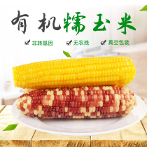  10 sticks of glutinous corn(5 flowers and 5 yellow) Organic whole grains Vacuum whole box packaging Northeast sticky stick fat sweet instant food