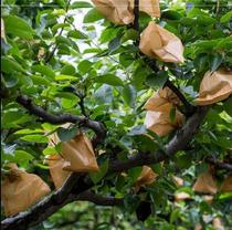 Nectarines pears apples peaches oranges waterproof apples pears bags of loquats fruit water mangoes