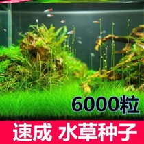 Lazy water grass entry-level aerobic freshwater four-season fish tank decoration simulation