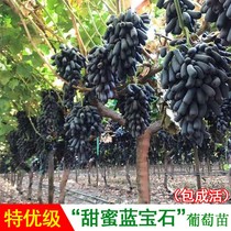 Sapphire Seedling Fruit tree Extra large climbing vine Seedling Vine Seedling Vine Seedling Fruitling fruitling fruitling Fruitling Fruitling Fruitling Fruitling Fruitling Fruitling Fruitling Fruitling Fruitling