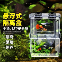 Fish tank isolation box Guppy hatching box Tropical fish small fish juvenile hatching box King size large small independent