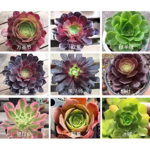 多肉植物 アエオニウム ❤️小葉香炉皿法師缀化❤️23cm!拔き苗！3年生老桩 多肉法师老桩-多肉法师老桩促销价格、多肉法师老桩品牌- 淘宝