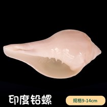 Natural conch creative shell Indian lead Luo Buddha tantric hair treasure can ornaments landscape fish tank decoration