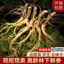Fresh ginseng Changbai Mountain wild ginseng fresh under Forest ginseng northeast wild ginseng wine fresh ginseng 20 years pruning Laoshan ginseng