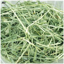 Dutch pig feed Timothy Timothy grass rabbit grass grain drying guinea pig grain dry guinea pig grain hay grass beetle leaves