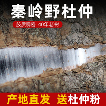 Eucommia ulmoides Wild Eucommia Chinese herbal medicine Eucommia 500g Du swollen bark powder tea brewing wine non-fresh Special