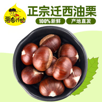 Chestnut action Xigou seven chestnuts Yanshan area purity of more than 90% Qianxi Zunhua fresh chestnuts 2020