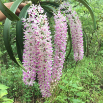 Wan Fuchuan (Dendrobium Foxtail) with wood Dendrobium candidum bare seedlings Dendrobium Dendrobium Dendrobium