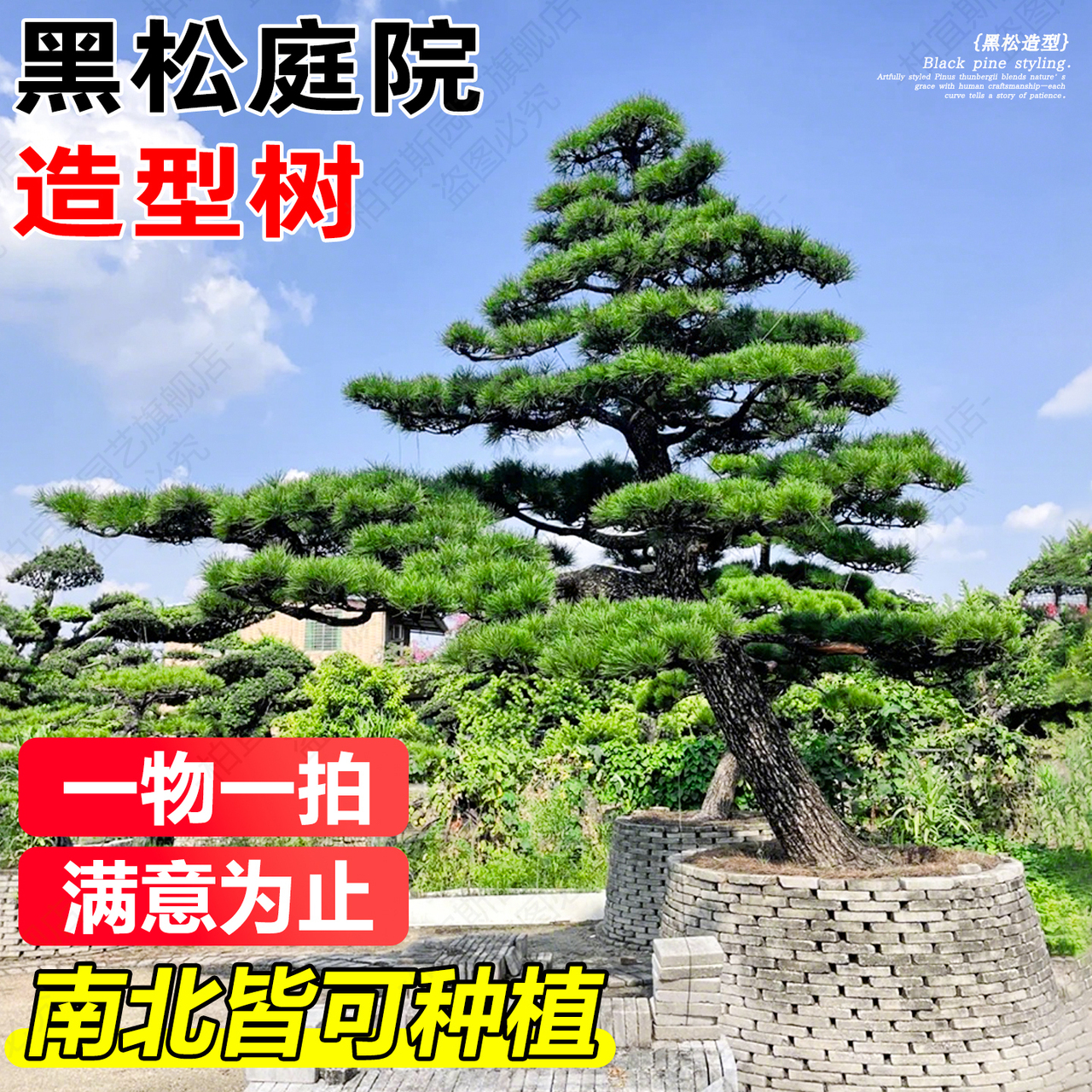 种松树精选和种松树品牌价格与图片-淘宝商品网