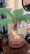 Fine iron tree rare authentic stone mountain white skin white white phosphorus Stone to run bonsai purification air absorption formaldehyde good feed
