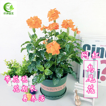 Birds tail flower pot plant with bud Balcony garden windowsill perennial flowering green plants Sun resistant heat-resistant good flowers