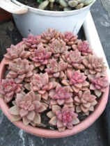 Fleshy head seedlings 30 hazy moon Ji Yuyue Winter Beauty Moon Fairy Gemini Peach Beauty Qiu Li Mingyue