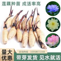Bowl lotus seed lotus root Ornamental lotus root seed root seedlings Small edible water lily seeds Hydroponic plants with buds delivery mini