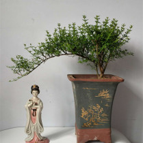 Spring flower potted old pile flower seedlings Spring bonsai shape Ripe pile potted Spring bonsai leaflets Spring Bonsai potted flower seedlings Spring Bonsai shape Ripe pile potted spring bonsai leaflets Spring bonsai potted plant