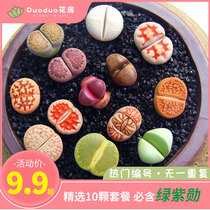 Raw stone flower succulents potted doodle mouth rare varieties pp ass stone flower meat meat ass flower big mother