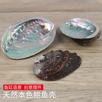 Natural abalone shell primary color shell home accessories conch shell fish tank aquarium aquarium landscaping creative collection ornaments shooting