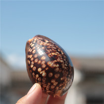 Natural rare conch shell tortoise shell snail specimen snail handpiece fish tank landscape Mediterranean home collection