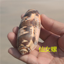 (Snail shell art) Natural conch shell fairy snail fish tank landscaping platform display photography props childrens science popularization