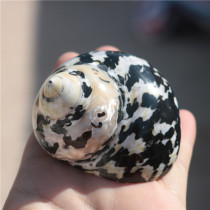 Special natural hermit crab shell landscape replacement conch fish tank aquarium ornaments decoration fish spare