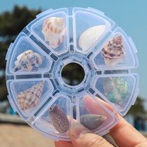 Natural conch shell sea star specimen gift box children marine biology science materials kindergarten gift