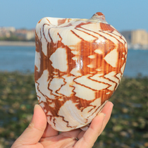 Landscape snail size landscape nipple vortex number Natural shell home furnishings fish tank landscape window ornaments