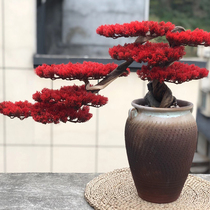 Lucky when the head of the welcome pine cliff cypress fake simulation bonsai pine ornaments root carving wood carving plant living room fake tree green plant