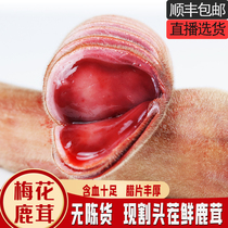 Jilin sika deer with blood stubble deer antler fresh pruned velvet antler sliced blood smear male nourishing wine