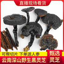  Yunnan pure wild black ganoderma lucidum Nyingchi pruning dry goods natural purple Ganoderma lucidum can be sliced powdered and soaked in wine 250g