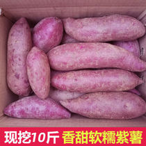 (Selected Purple Potato) 10 Jin Sand Purple Sweet Potato Fresh Sweet Potato Sweet Potato Honey Potato Chestnut 2 5 Jin