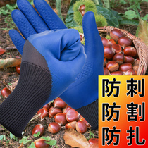 Pick up chestnuts tie gloves horticulture stab waterproof chestnut pruning pruning pruning flowers jujube pepper