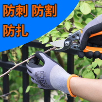 Pick up chestnuts tie gloves horticulture stab waterproof chestnut pruning pruning pruning flowers jujube pepper