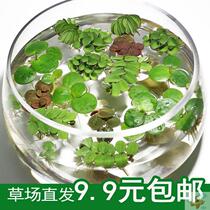 1 Decorative one-leaf lotus lazy small bonsai fish and shrimp ornamental garden hydroponic fish tank flowers and plants simulation