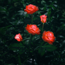 Led rose flower lamp Solar outdoor lamp Courtyard Garden with Decorative Light Grass Terrace Lamp Waterproof View Lamp