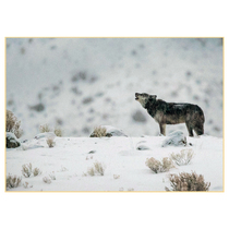 Poster A gray wolf in Yellowstone National Park USA Wyoming f1f20