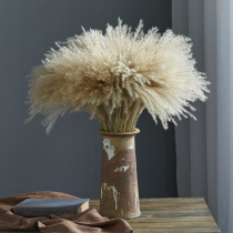  Natural reed dried flowers Immortal bouquet Window decoration ornaments Reed flowers whisk flowers Wheat ears dried flowers Wedding props