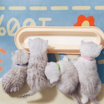 Cat bowls rice pots many cats many kittens bowls special milk cats stray dog bowls feeding rice bowls