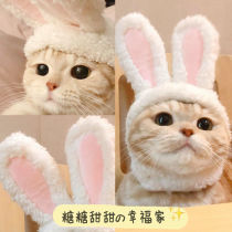 Pet cat hat headgear Teddy Bomefa fight puppy trembles funny hat dog hat headwear supplies